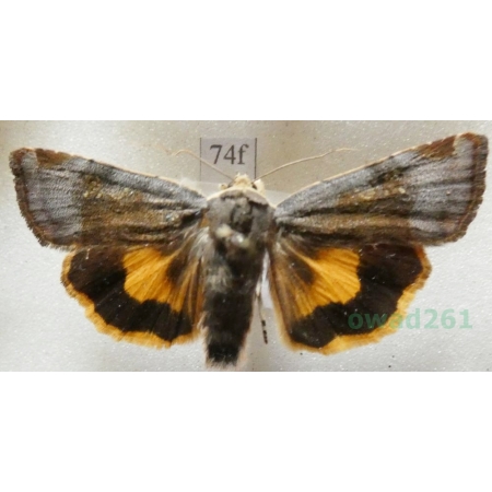 Noctua janthe (Borkhausen, 1792) Rolnica przepaska Czech74f